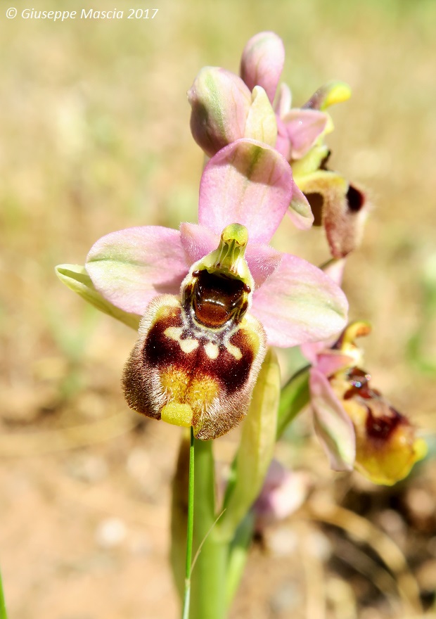 Ophrys tardans in prov. di Taranto